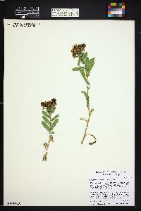 Grindelia squarrosa image