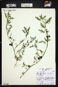 Solanum triflorum image