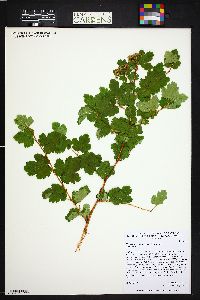 Physocarpus monogynus image