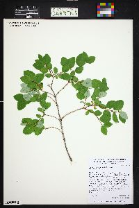 Symphoricarpos albus image