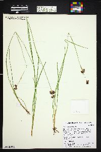 Juncus longistylis image