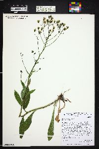 Hieracium albiflorum image