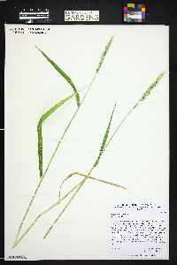 Elymus glaucus image