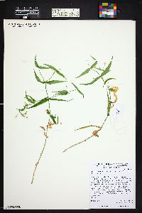 Pseudostellaria jamesiana image