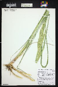 Spartina pectinata image