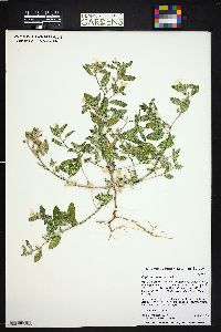 Heliotropium convolvulaceum var. convolvulaceum image