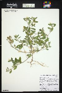 Heliotropium convolvulaceum image