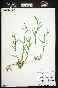 Dichanthelium scribnerianum image