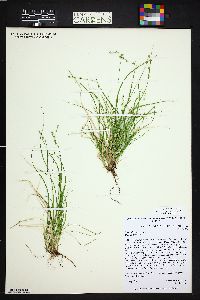 Carex disperma image