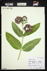 Asclepias speciosa image