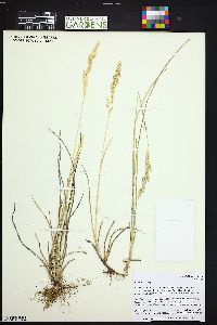 Poa arida image