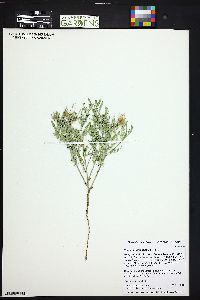 Sophora nuttalliana image