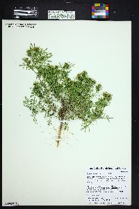 Dyssodia papposa image