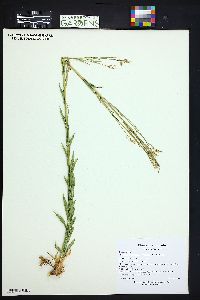 Boechera stricta image