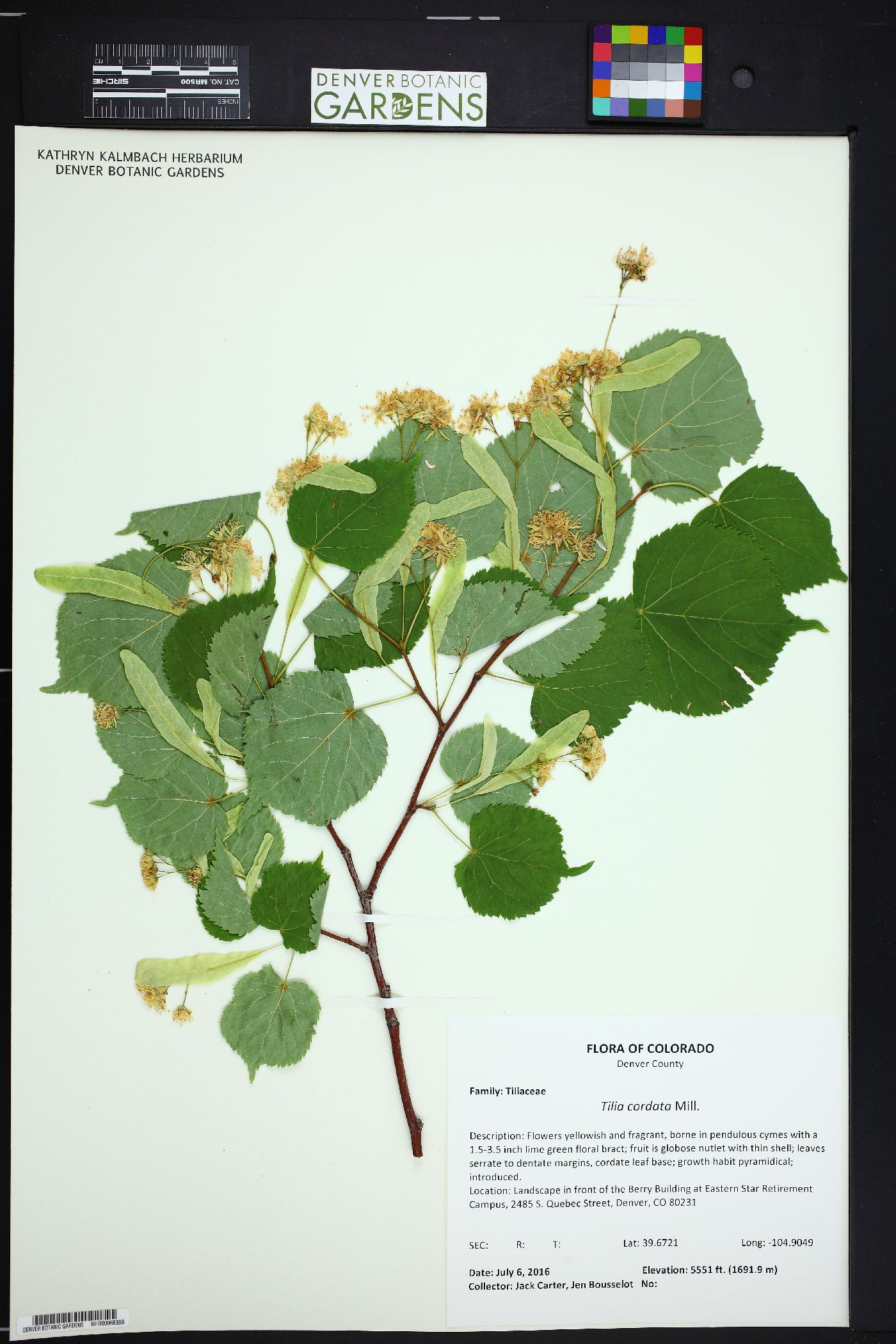 Tilia cordata image