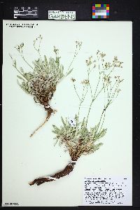 Eriogonum lonchophyllum image