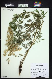 Lupinus argenteus subsp. rubricaulis image