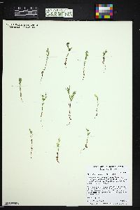 Phlox gracilis image