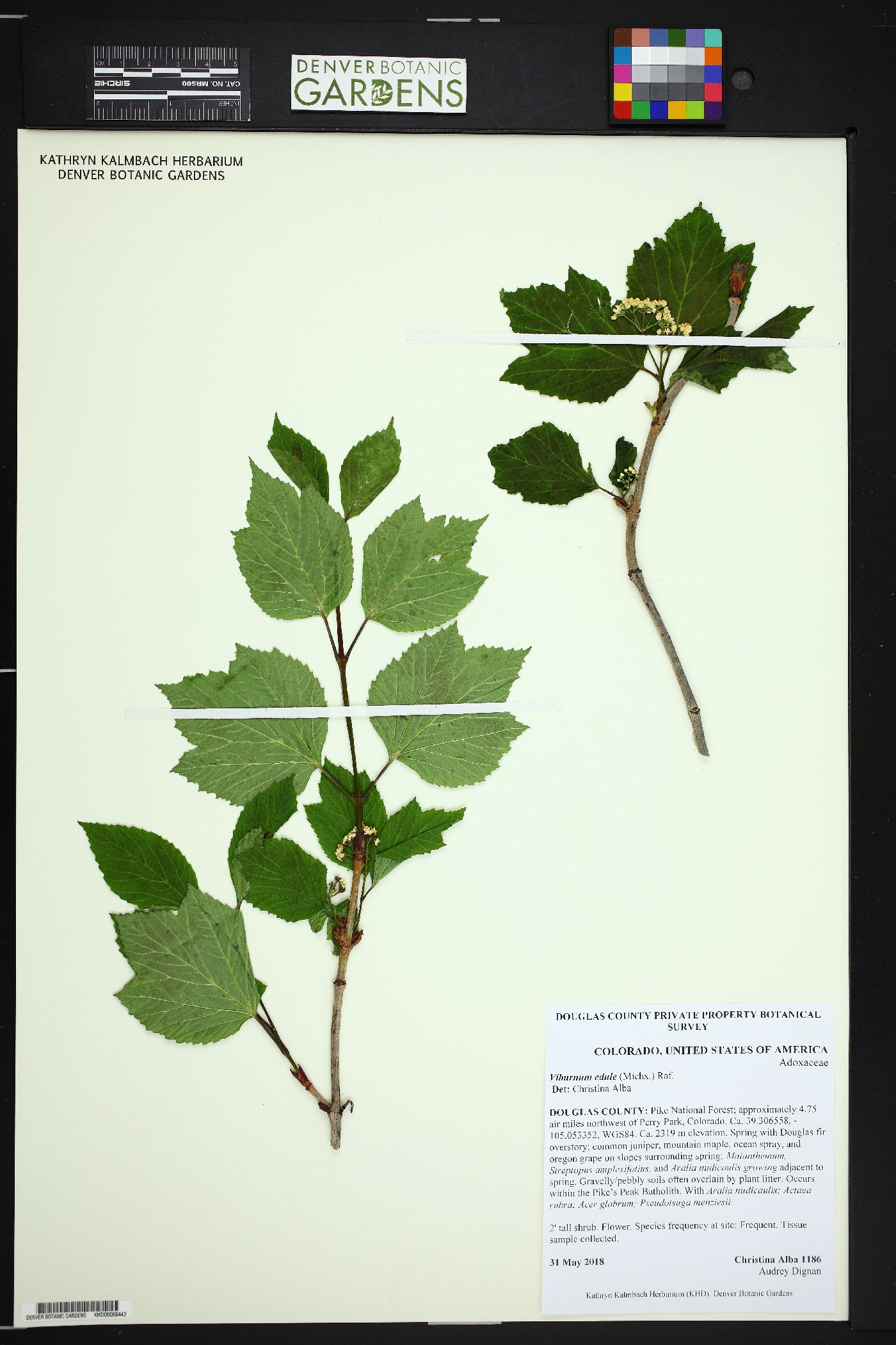 Viburnum edule image