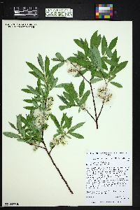 Salix ligulifolia image