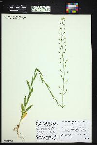 Camelina microcarpa image