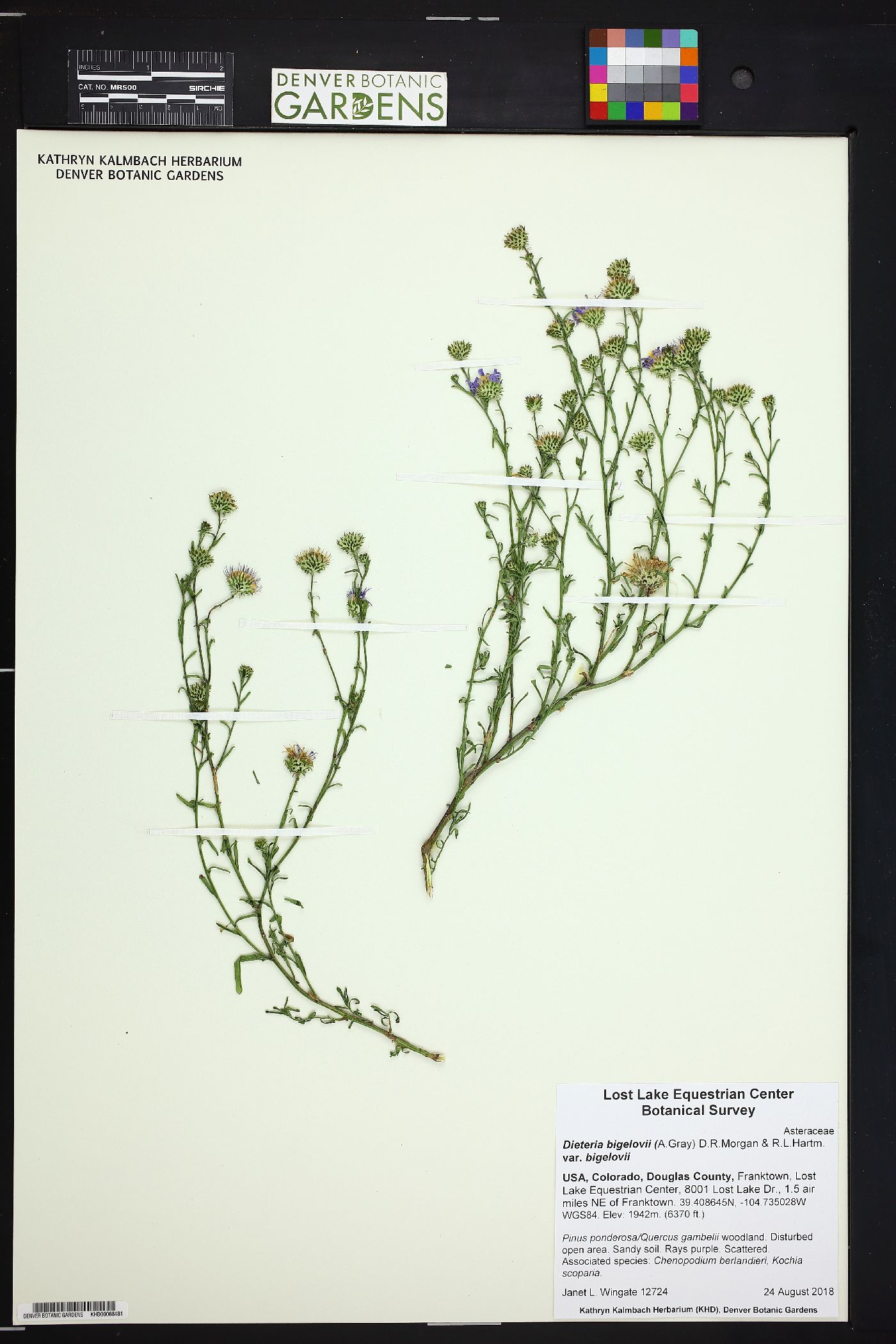 Dieteria bigelovii var. bigelovii image
