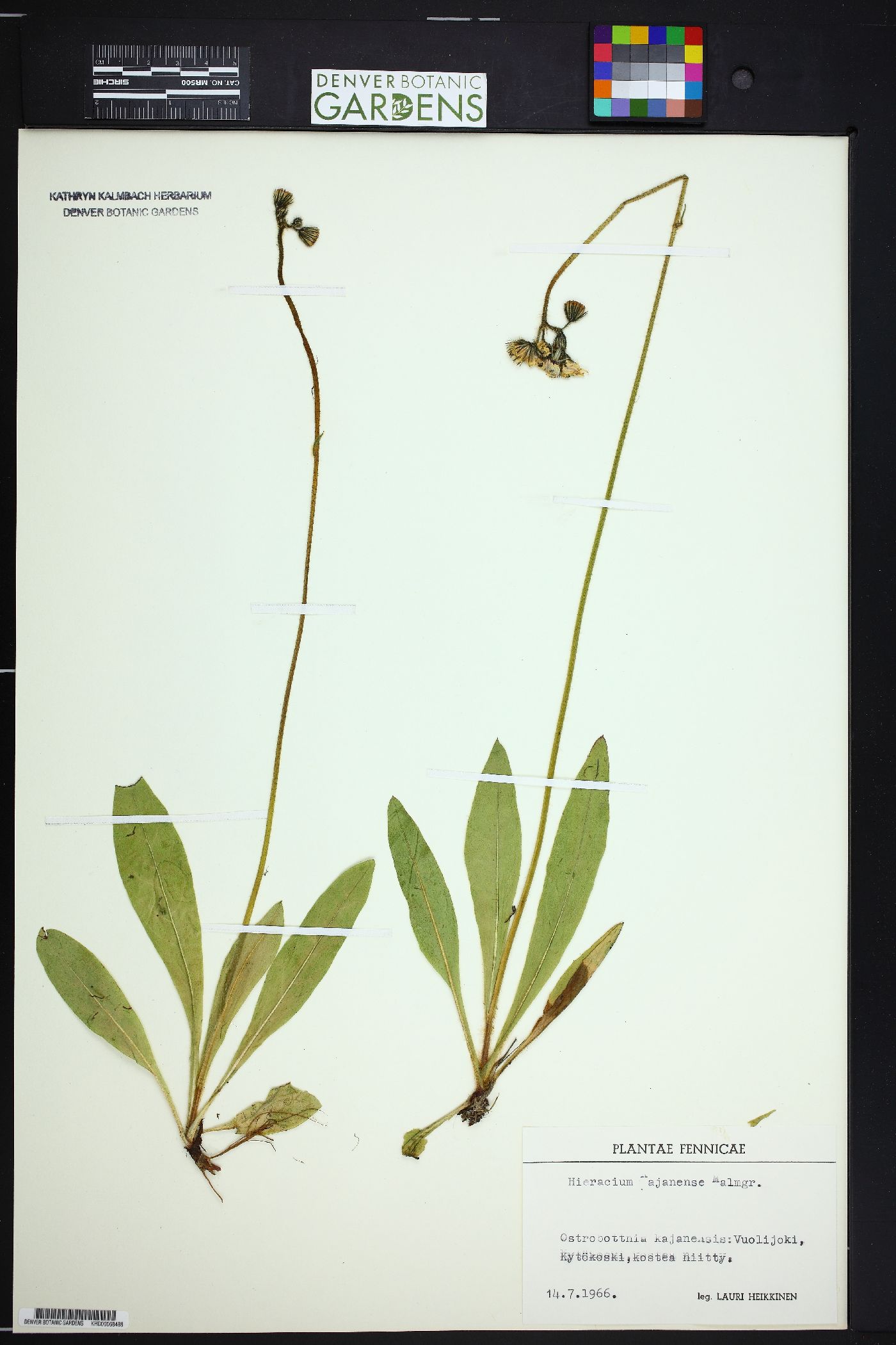 Pilosella aurantiaca image