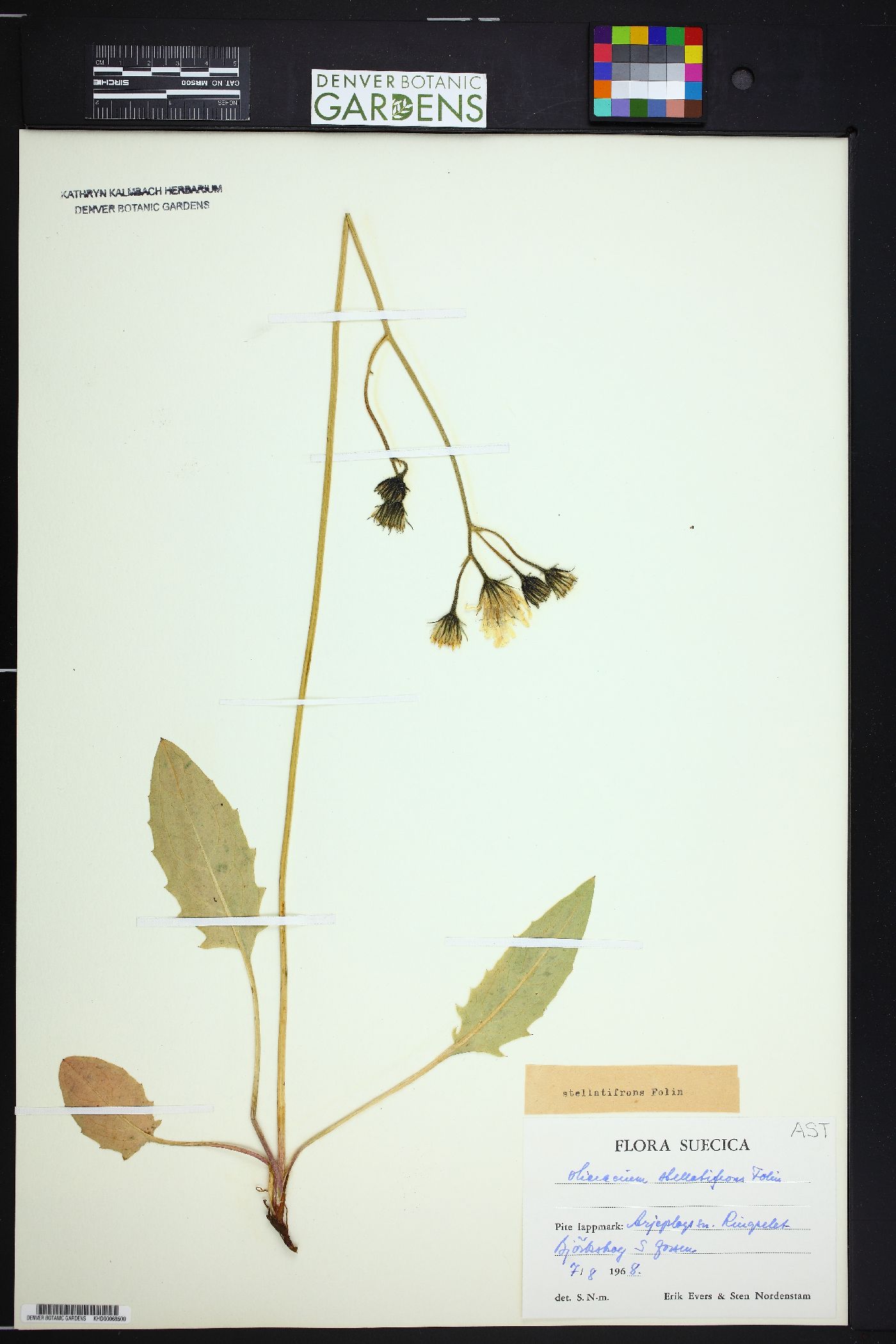 Hieracium stellatifrons image