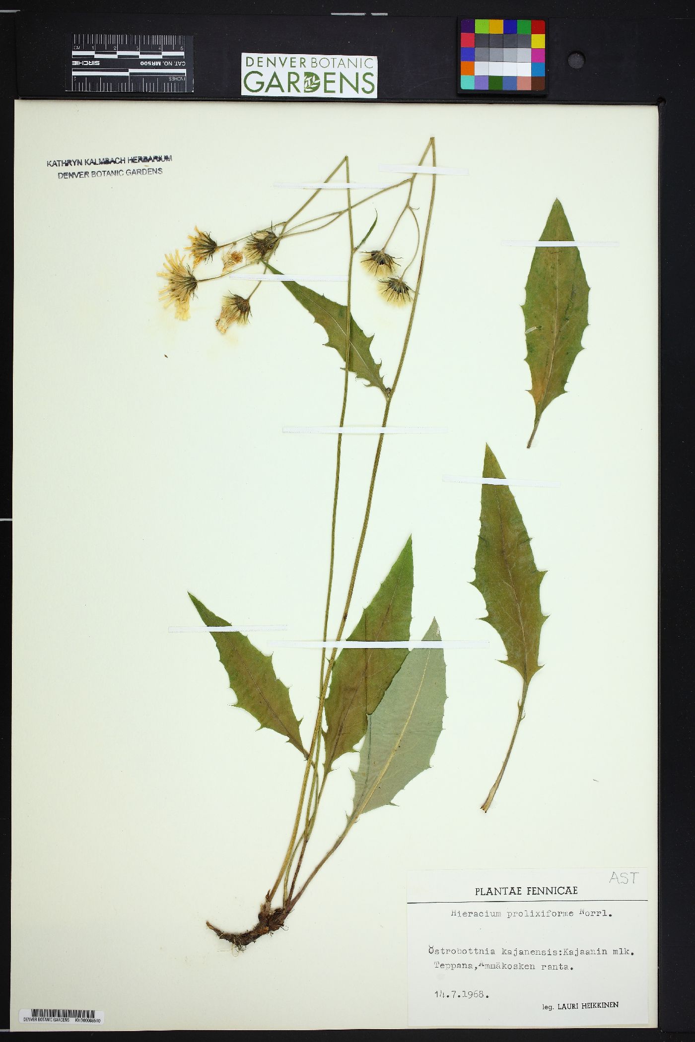 Hieracium caesium subsp. laeticolor image