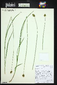 Carex pachystachya image