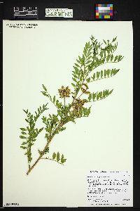 Glycyrrhiza lepidota image