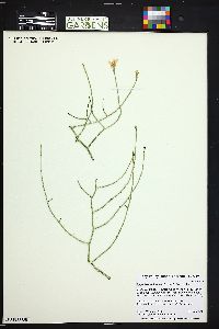 Lygodesmia juncea image