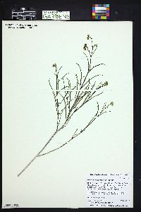 Mirabilis linearis image