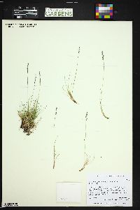 Festuca brachyphylla image