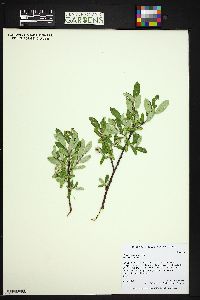 Salix brachycarpa image