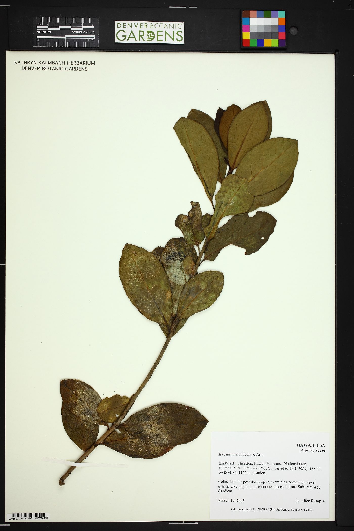 Ilex anomala image