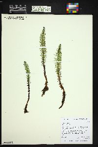 Hippuris vulgaris image