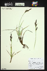 Carex nebrascensis image