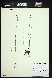 Juncus alpinoarticulatus image