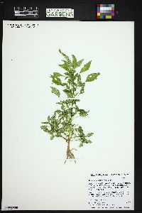 Amaranthus palmeri image