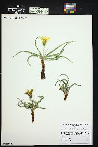 Nothocalais cuspidata image