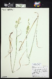 Bromus porteri image