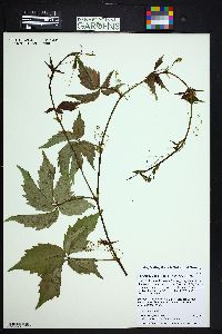 Parthenocissus inserta image