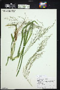 Glyceria grandis image