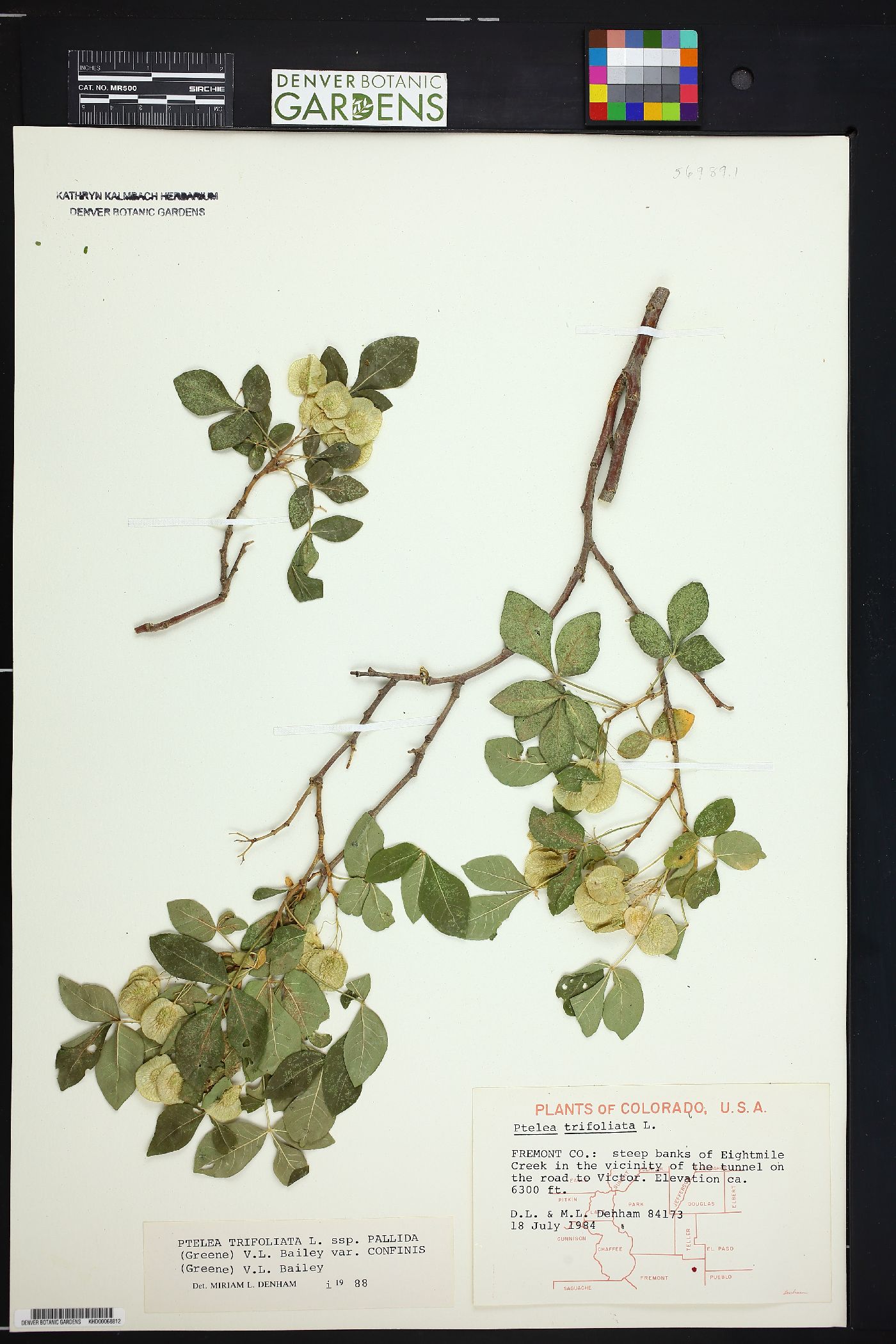Ptelea trifoliata var. confinis image