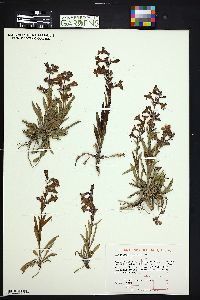 Penstemon albidus image