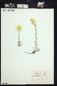 Erysimum capitatum var. purshii image