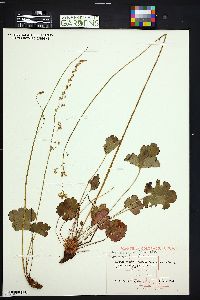 Heuchera parvifolia image