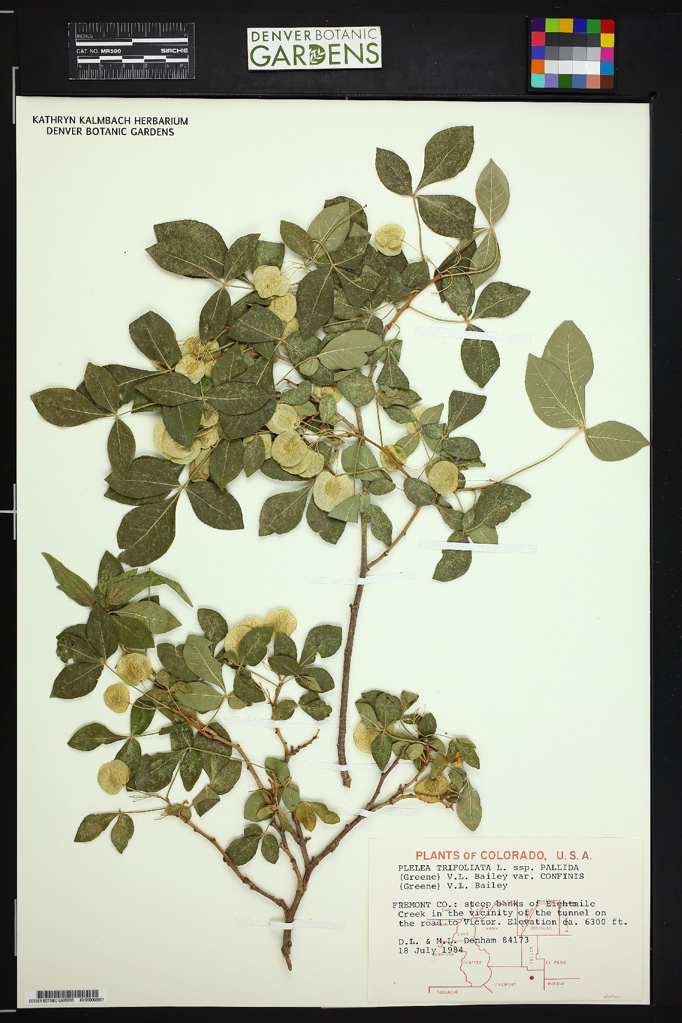 Ptelea trifoliata var. confinis image