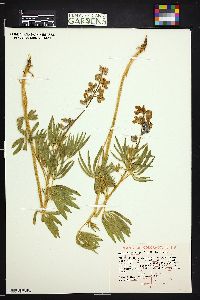 Lupinus polyphyllus image